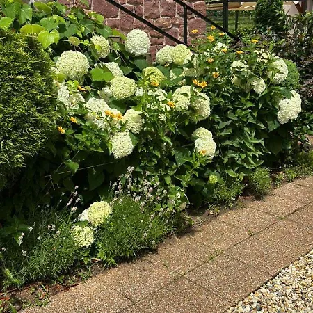 Levendula * Badacsonytomaj