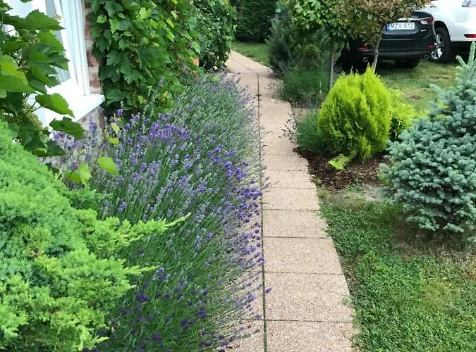 Levendula Badacsonytomaj