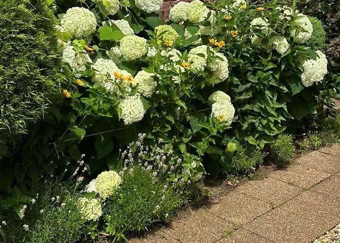 Levendula * Badacsonytomaj